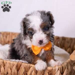 Kricket, Mini Bernedoodle Puppy